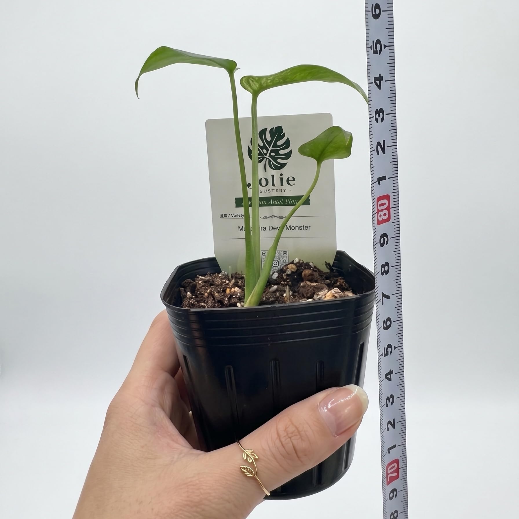 h*i様 YM882 067品種保証 希少/コレクション モンステラ 'デビルモ Amazon｜JolieNursery（ジョリーナーセリー）斑入りモンステラ デビル